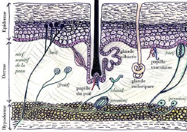 histologie des glandes sudoripares